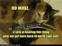 funny-pictures-cat-hides-horn.jpg