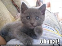 funny-pictures-oh-my-kitten.jpg