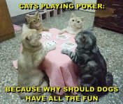 cats-playing-poker.jpg