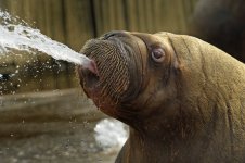 Funny Walrus 