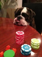 Cachorro jogando poker