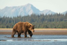 Alaskan brown bear AANIMALS0620 7cf90753aece42a2a43ee48d47f08c54