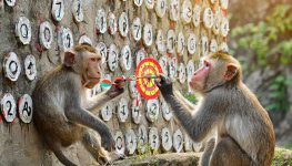 Firefly Monkeys throwing darts to a wall that is filled with numbers 86694