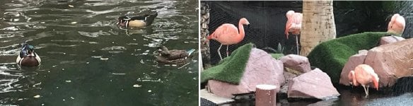 Flamingo Wood Ducks and Flamingos