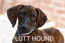 Plott hound puppy facing camera 234572023 2000 3d31af1cf55145e4b55f06c26323d3382