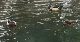 Wood Ducks at the Flamingo cropped