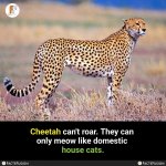 Cheetah.jpg
