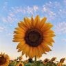 sunflower36002
