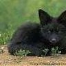 Black_Fox