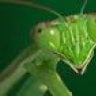 Prince Mantis